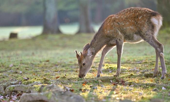 Soortenbescherming krijgt grotere rol in ruimtelijke besluitvorming